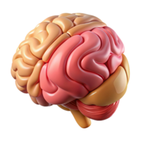 stunning classic Brain Anatomy Lobes Diagram Labeled Transparent Background authentic png