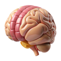 dramatic creative Brain Anatomy Side View Labeled Diagram Transparent Background premium png