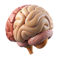 vibrant modern Brain Anatomy Side View Labeled Diagram Transparent Background exclusive png