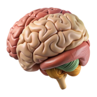 vibrant creative Brain Anatomy Side View Labeled Diagram Transparent Background original png