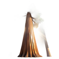 wonderful contemporary Giant Sequoia Reaching for the Sky premium png