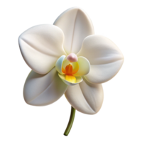 vibrant creative A Single White Orchid Soft Lighti high resolution png