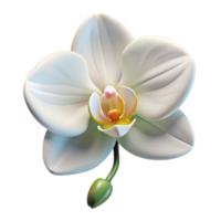 dramatic minimalist A Single White Orchid Soft Lighti high quality png