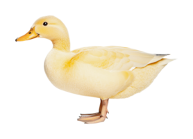 Yellow duck standing side view with detailed features and smooth feathers, cut out png