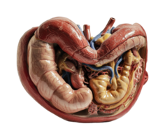 Detailed anatomical model of the human internal organs with heart and intestines, cut out png