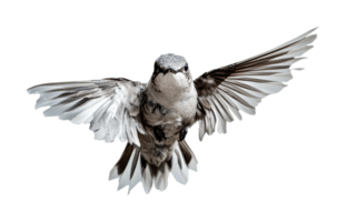 Graceful hummingbird in flight with outstretched wings, cut out png