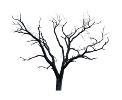Leafless tree silhouette with intricate branch patterns against black background, cut out png