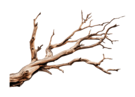 Intricate dry tree branch with twisting limbs isolated on white background png