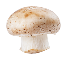 Fresh white mushroom on black background detailed texture and shape png