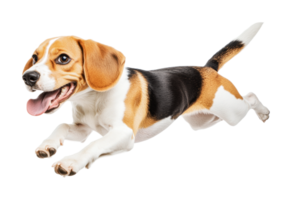 Energetic beagle puppy leaping playfully with joyful expression png