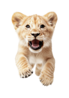 Playful young lion cub leaping forward with open mouth and joyful expression png