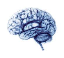 Digital blue brain visualization highlighting neural networks and pathways png