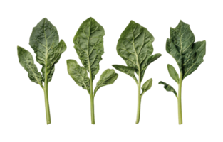 Fresh green spinach leaves on black background for healthy eating and cooking png