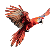 Vibrant scarlet macaw in flight displaying colorful plumage png