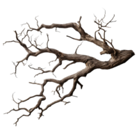 Dry twisted tree branch an intricate istic shape png