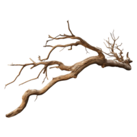 Dry twisted tree branch extending in different directions png