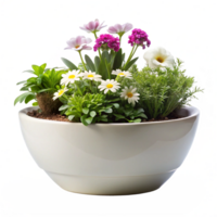 beautiful colourful purple flower plant in the pot is isolated on transparent background png