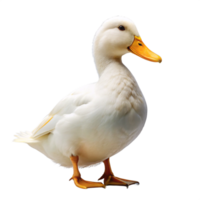 beautiful white duck is isolated on transparent background png
