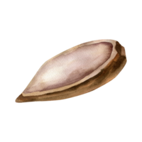 Cocoa empty dried pod watercolor illustration, Isolated tropical fruit element clipart, cocoa beans shell painting for label, logo, concept and web design png