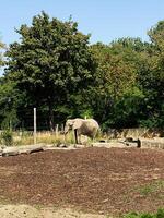 Elephant standing outdoors in open field surrounded by green trees and plants photo
