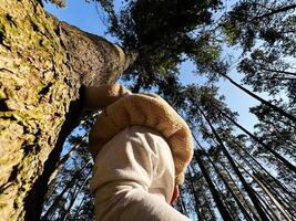 Person embracing a large tree in a tranquil forest setting photo