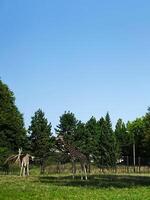 Giraffes grazing in a tranquil, lush green zoo park environment under clear sky photo