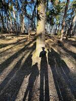 Shadows of a family holding hands in a serene forest setting photo