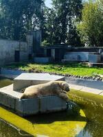 Polar bear resting on a ledge in a zoo enclosure under sunlight. photo