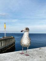 Seagull perched on a harbor pier with ocean and sky in background photo