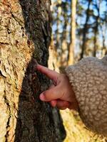 Child touching tree bark in a forest during sunny weather photo