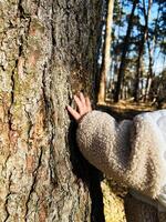 Child's hand touching a tree in a forest illuminated by sunlight photo