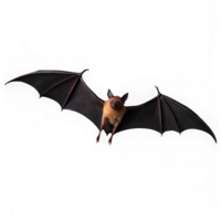 Flying bat isolated on transparency background png