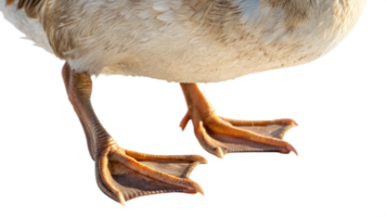 A duck with long legs and a long neck png