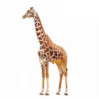 A giraffe standing photo