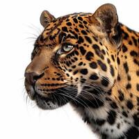 Jaguar, jaguar leo, jaguar leopard, jaguar photo
