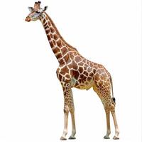 Wild giraffe on a white background photo