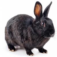A black rabbit is standing in front of a white background photo