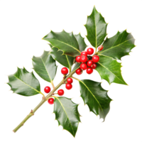 Christmas Holly Sprig with Red Berries, Isolated on White Background png