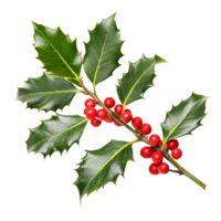 Christmas Holly Sprig with Red Berries Festive Winter Design Element png