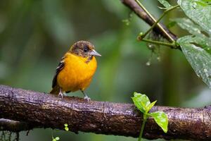 The Baltimore oriole, Icterus galbula, is a small icterid blackbird photo