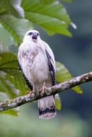 The white hawk, Pseudastur albicollis, is a bird of prey photo