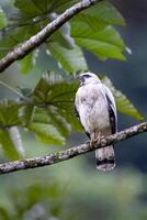 The white hawk, Pseudastur albicollis, is a bird of prey photo