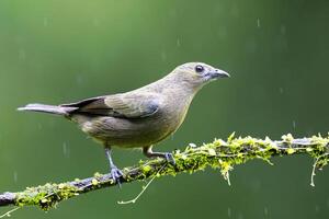 The palm tanager, Thraupis palmarum, is a medium-sized passerine bird photo