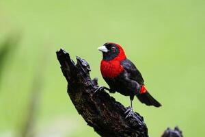 The crimson-collared tanager, Ramphocelus sanguinolentus, in a rain photo