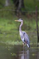 The great blue heron, Ardea herodias, is a large wading bird in family Ardeidae photo