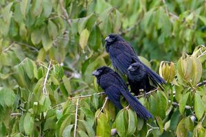 The smooth-billed ani, Crotophaga ani, is a bird in the cuckoo family. Flock of Cuckoos. photo