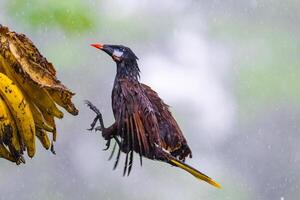 The Montezuma oropendola, Psarocolius montezuma, in a flight photo
