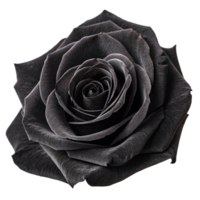 A dramatic close-up of a single, dark black rose png