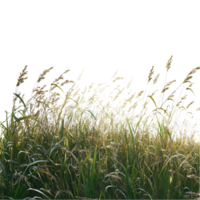 Lush Tall Grass Field Swaying in the Wind png