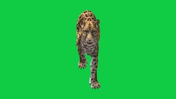 Jaguar walking front view 3d render loop animation isolated on green screen background video